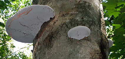 Ganoderma applanatum .